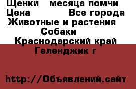 Щенки 4 месяца-помчи › Цена ­ 5 000 - Все города Животные и растения » Собаки   . Краснодарский край,Геленджик г.